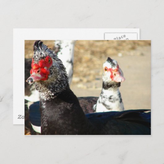 "Wat doet u?" Briefkaart (Voorkant / Achterkant)