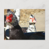 "Wat doet u?" Briefkaart (Voorkant)