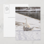 Wat een gans briefkaart (Voorkant / Achterkant)