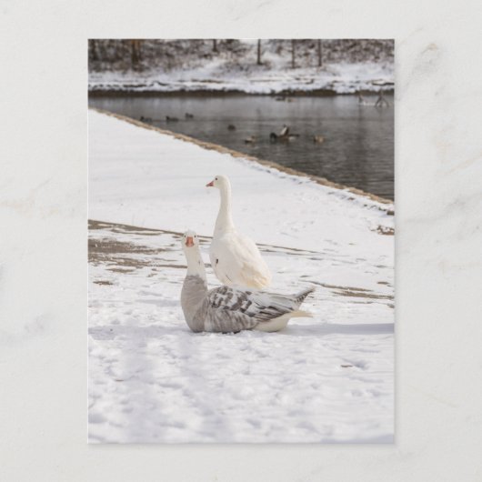 Wat een gans briefkaart (Voorkant)