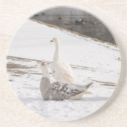 Wat een gans zandsteen onderzetter (Voorkant)
