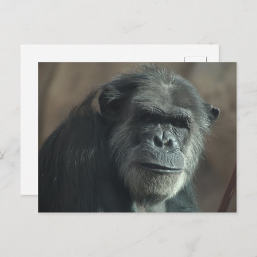 Wat een gezicht? briefkaart (Voorkant / Achterkant)