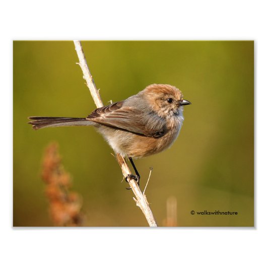 Wat een personage! Male Bushtit Foto Afdruk (Voorkant)