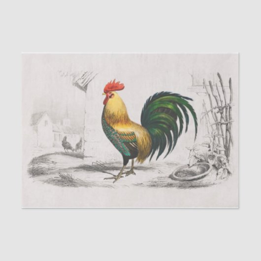 Wat een Standout! Koninklijke Rooster in een Cocky Tissuepapier (Voorkant)
