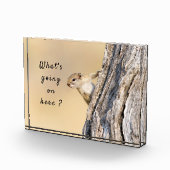 Wat gebeurt er hier met een eekhoornfoto met tekst fotoblokken (Rechts)