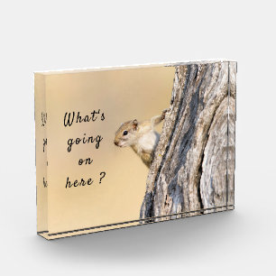 Wat gebeurt er hier met een eekhoornfoto met tekst fotoblokken