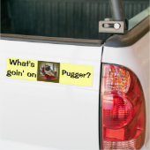 Wat gebeurt er met Pugger? Bumpersticker (Op Truck)