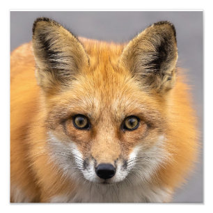 Wat heb je grote ogen foto afdruk