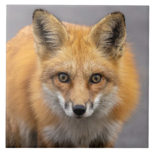 Wat heb je grote ogen tegeltje