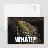 Wat? Iguana Briefkaart (Voorkant / Achterkant)