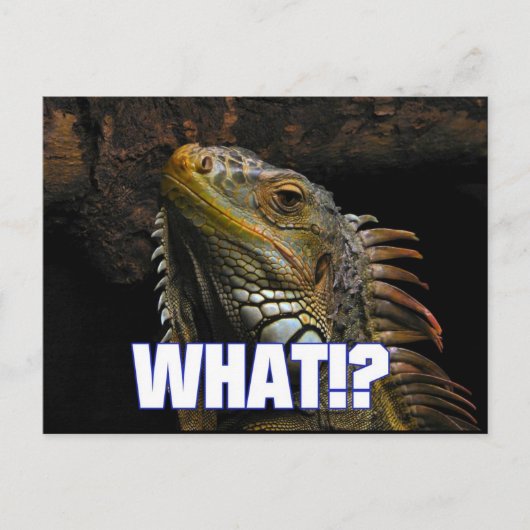 Wat? Iguana Briefkaart (Voorkant)