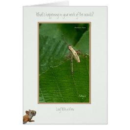 "Wat in uw Hals van het Bos gebeurt?