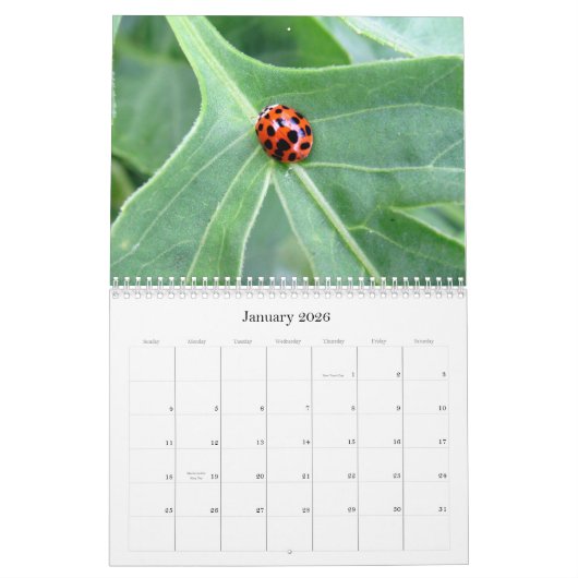 Wat is Buggin' U - Insect Calendar Edition 2 Kalender (Jan 2026)