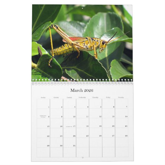 Wat is Buggin' U - Insect Calendar Edition 2 Kalender (Mar 2026)