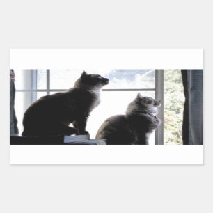 Wat is daar buiten? Nieuwsgierige katten fotografi Rechthoekige Sticker