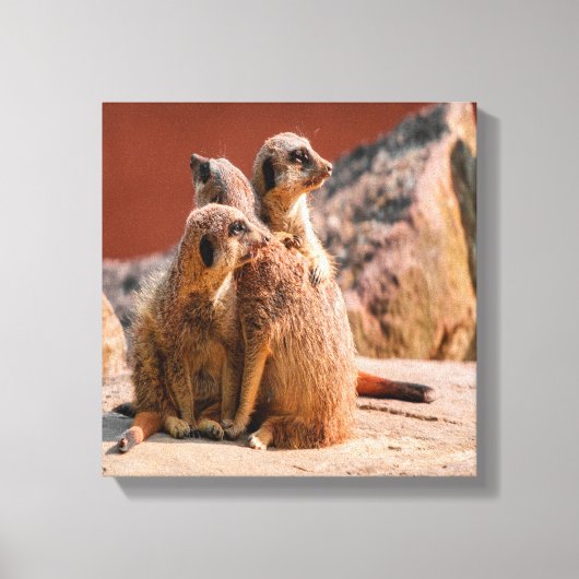 Wat is dat Meerkats Canvas Afdruk (Voorkant)