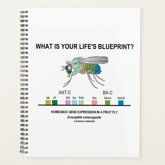 Wat is de blauwdruk van je leven? Drosophila Biolo Planner (Voorkant)