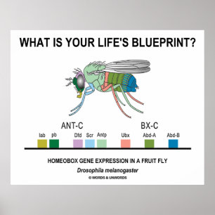 Wat is de blauwdruk van je leven? (Gene-expressie) Poster