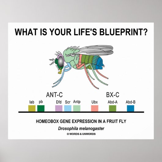 Wat is de blauwdruk van je leven? (Gene-expressie) Poster (Voorkant)