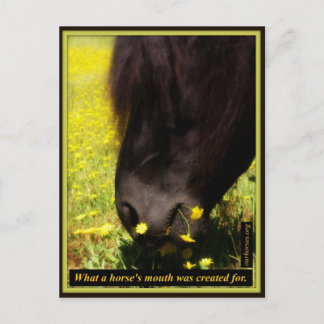 Wat is de mond van een paard gemaakt voor briefkaart