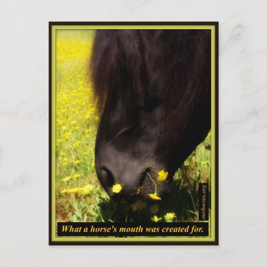 Wat is de mond van een paard gemaakt voor briefkaart (Voorkant)
