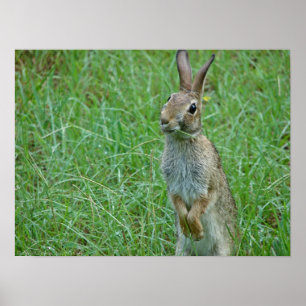 "Wat is Doc?" Oost-Cottontail Rabbit Poster