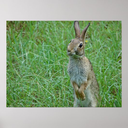 "Wat is Doc?" Oost-Cottontail Rabbit Poster (Voorkant)