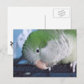 Wat is Doin? Quaker Paraket Briefkaart (Voorkant / Achterkant)