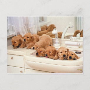 Wat is een Bath? Cute Puppies Discover BathTime Briefkaart