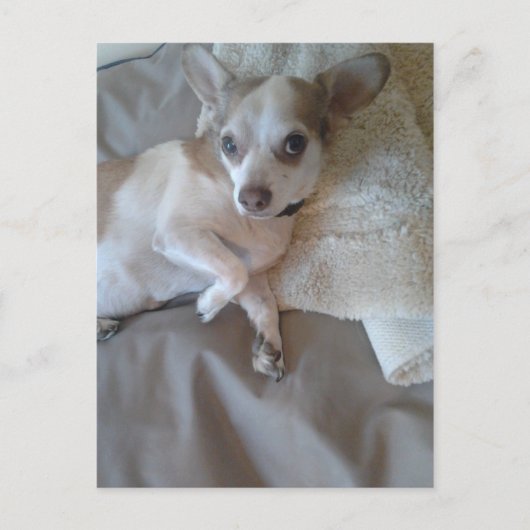 Wat is er? briefkaart (Voorkant)