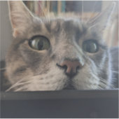 Wat is er, Cat? 3-inch vinyl Sticker (Voorkant)