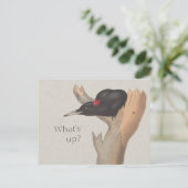 Wat is er? CC0535 Nieuwsgierige zwarte houtspecht Briefkaart (Staand voorkant)