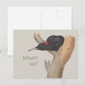 Wat is er? CC0535 Nieuwsgierige zwarte houtspecht Briefkaart (Voorkant / Achterkant)