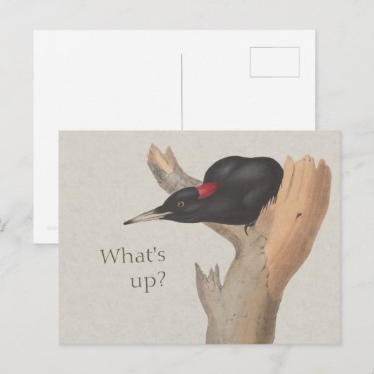 Wat is er? CC0535 Nieuwsgierige zwarte houtspecht Briefkaart (Voorkant / Achterkant)