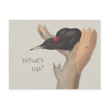 Wat is er? CC0535 Nieuwsgierige zwarte houtspecht