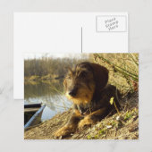 Wat is er? Cute Dachshund Briefkaart (Voorkant / Achterkant)