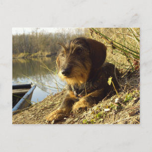 Wat is er? Cute Dachshund Briefkaart