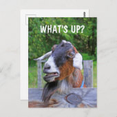 Wat is er? grappige geit briefkaart (Voorkant / Achterkant)