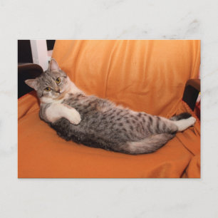 Wat is er? Klaar voor eten? Briefkaart