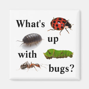 Wat is er met insecten? De magneet