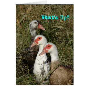 Wat is er? Muscovy Ducks