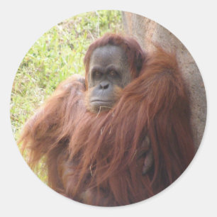 Wat is er om te glimlachen? ronde sticker