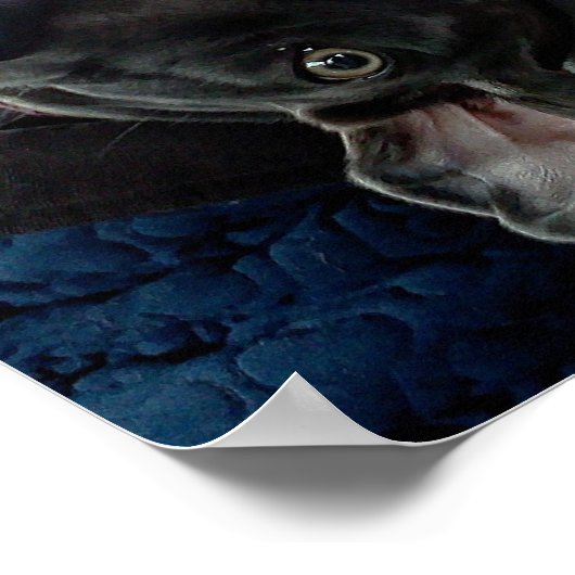 'Wat is er?' Poster Weimaraner (Hoek)