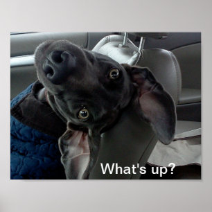 'Wat is er?' Poster Weimaraner