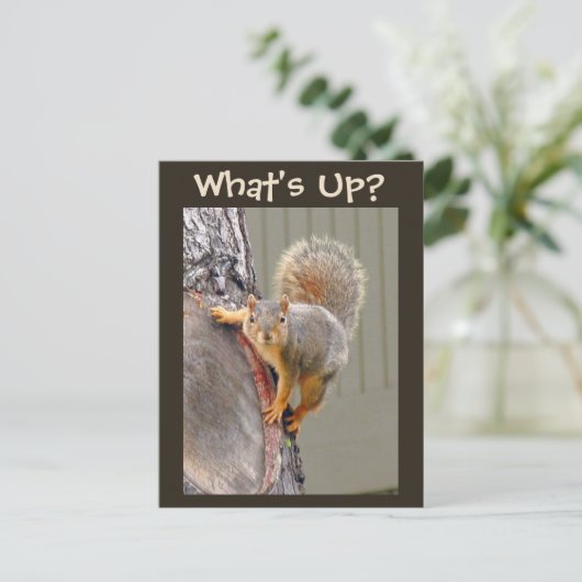 Wat is er? Squirrel Foto Briefkaart (Staand voorkant)