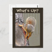 Wat is er? Squirrel Foto Briefkaart (Voorkant / Achterkant)