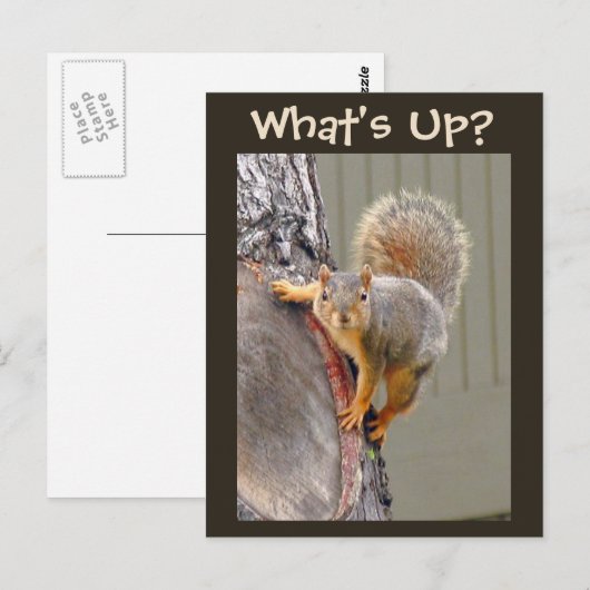 Wat is er? Squirrel Foto Briefkaart (Voorkant / Achterkant)