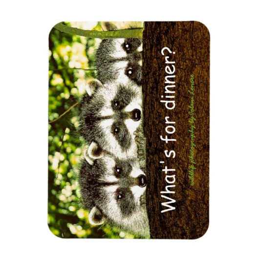 Wat is er te eten? Wasbeer ijskastmagneet. Magneet (Verticaal)