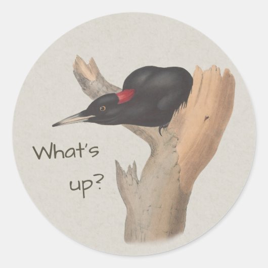Wat is er? Verbaasde zwarte houtspecht John Gould Ronde Sticker (Voorkant)