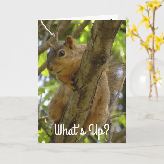 Wat is er, Ya Big Nut Funny Squirrel Kaart (Gele Bloem)